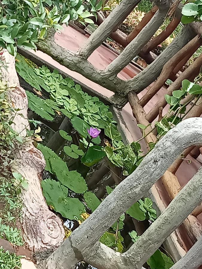 Sigiriya Nature View Home Stay Εξωτερικό φωτογραφία