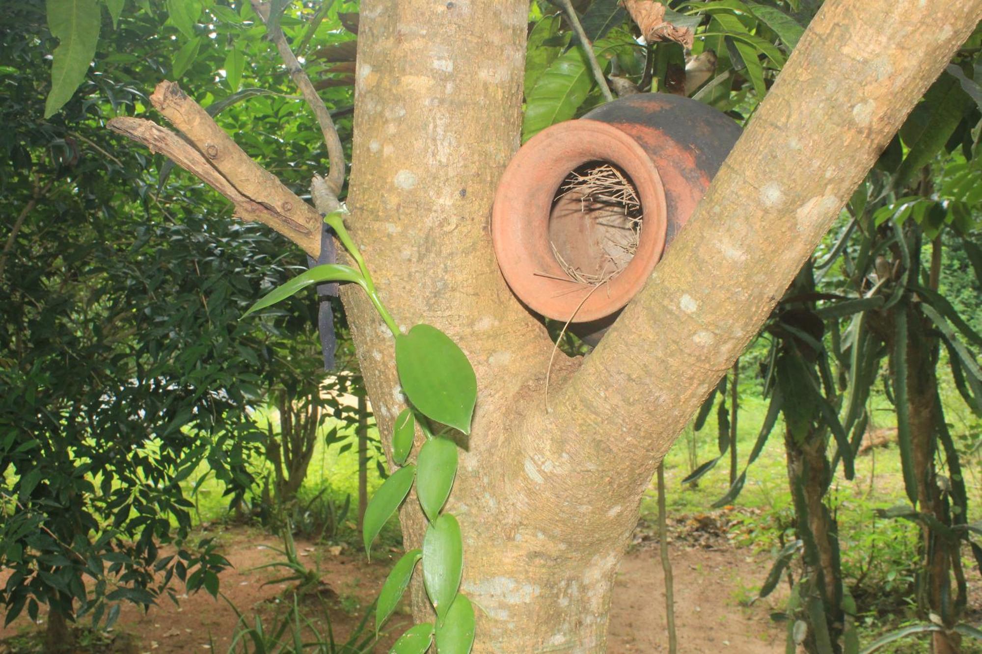 Sigiriya Nature View Home Stay Εξωτερικό φωτογραφία